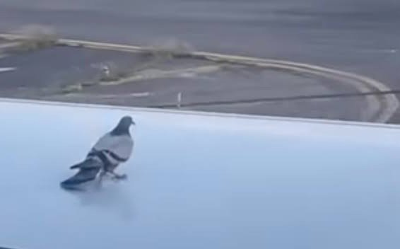 Pigeon