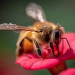 Honeybees