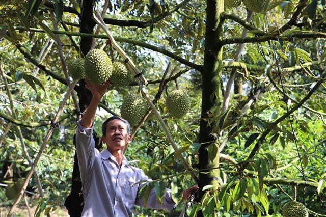 Thailand Becomes Vietnam's Second Largest Durian Importer in Early 2024