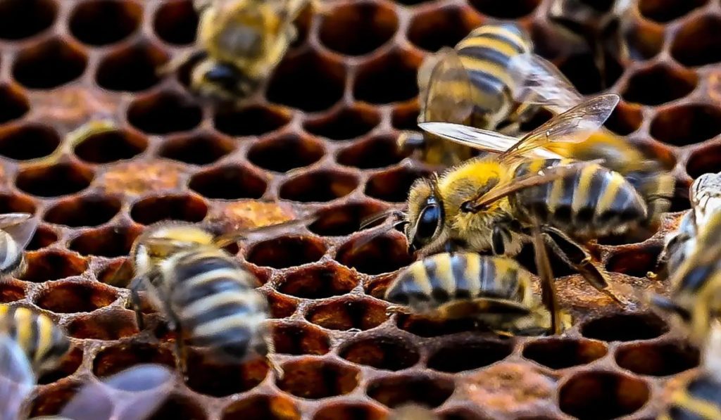 16th International Honey Festival Kicks Off in Al-Baha