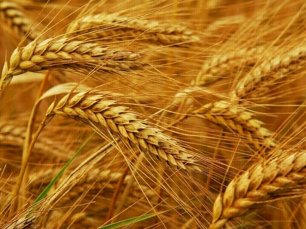 Kazakhstan Emerges as Global Leader in Wheat Harvesting