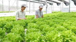 Hanoi Advances Green Agriculture to Meet Global Trends and Consumer Demands