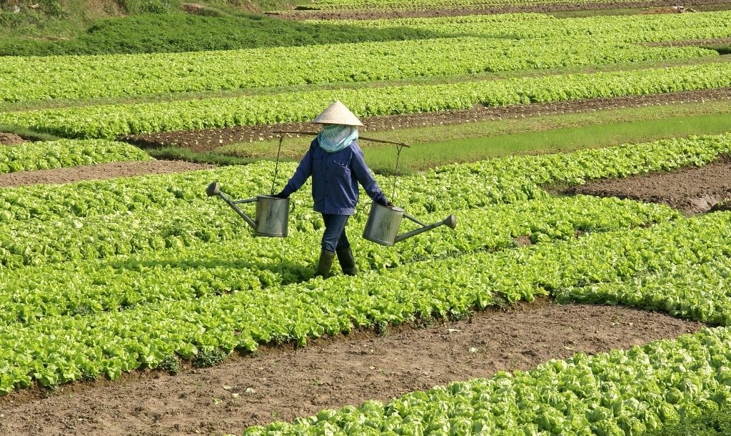 Saudi Arabia to Host Workshop on Land Productivity and Soil Carbon