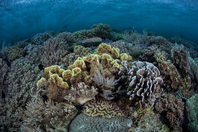 Jakarta Government Implements GIS Technology for Marine Ecosystem Monitoring