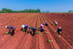 Soil Pollution by 2027