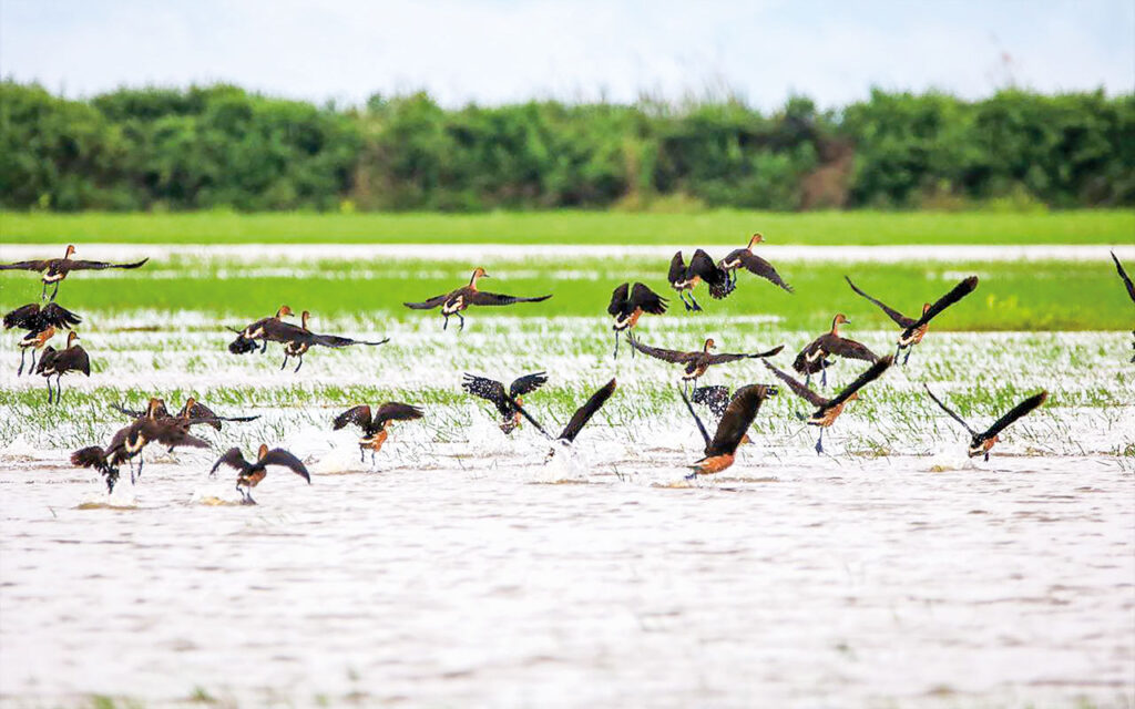 Moeyungyi Wetland