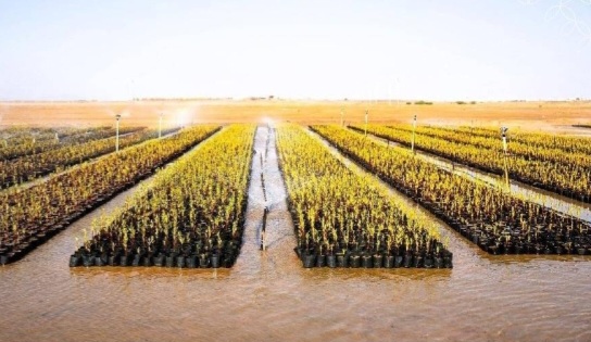Mangrove