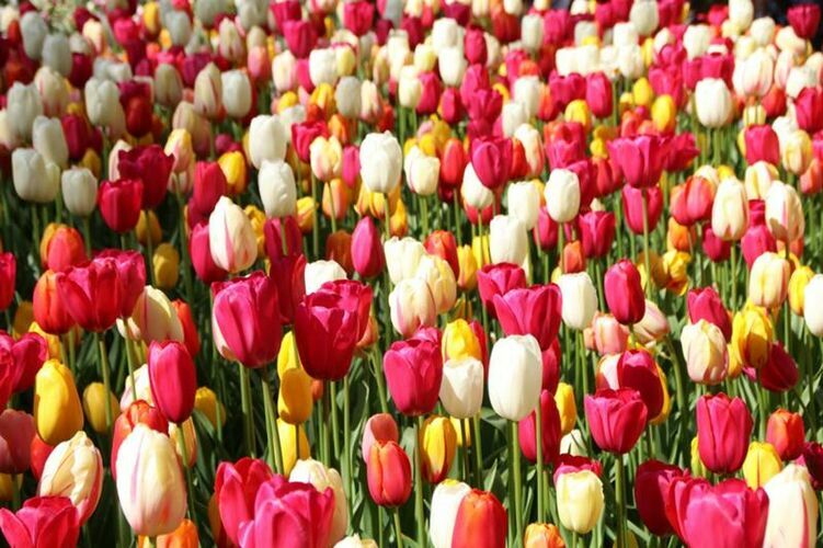 Kyrgyzstan to Host Wild Tulip Festival on April 20 to Highlight Endangered Species