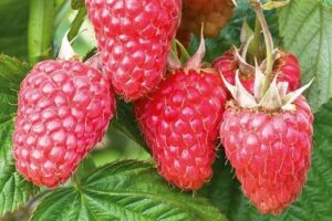 Morocco Sets New Record in Raspberry Exports to Middle East, Becomes World’s Second-Largest Exporter