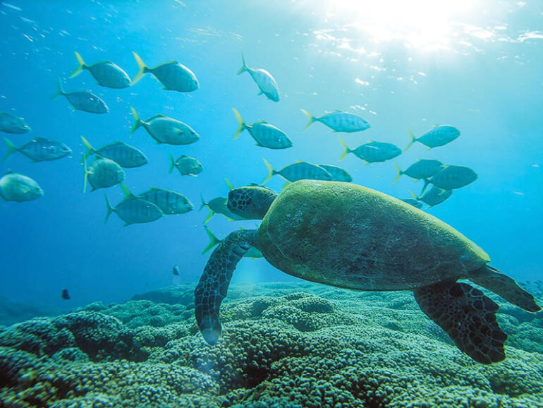 Oman Reaffirms Commitment to Marine Conservation on World Oceans Day