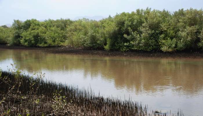 Oman Marks World Day to Combat Desertification and Drought with National and Global Initiatives