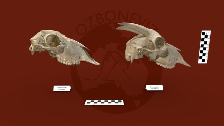 Australia Unveils World-First 3D Animal Bone Database to Advance Wildlife Research and Education