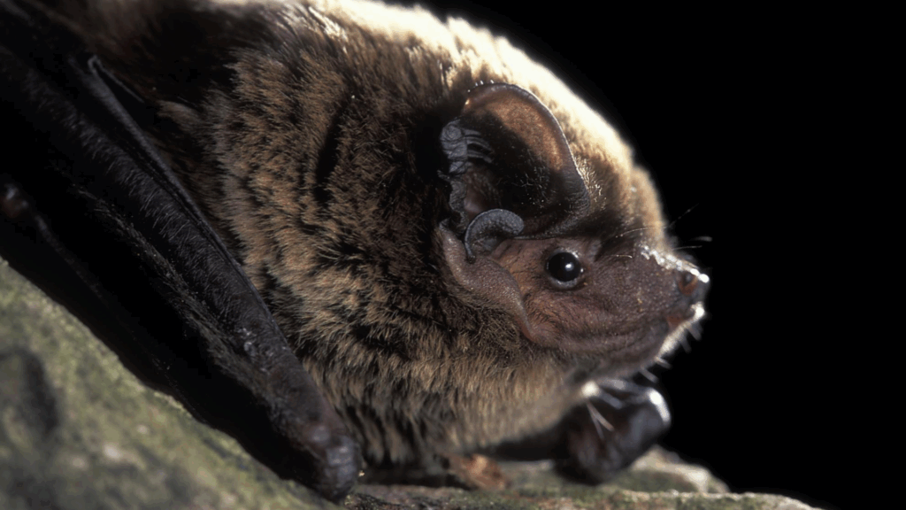 Rare Bats