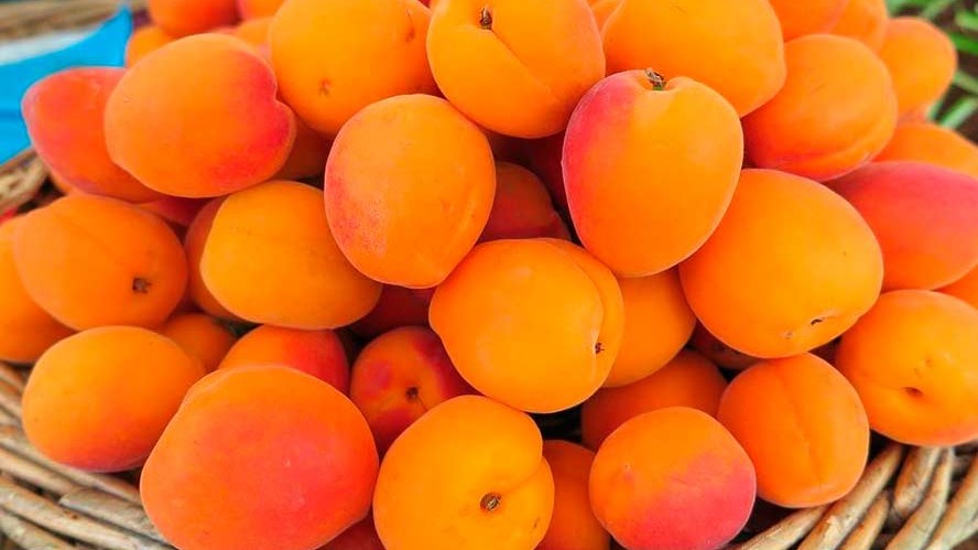 Uzbekistan Exports Over 23,400 Tons of Apricots Worth $18.8 Million in First Seven Months of 2025