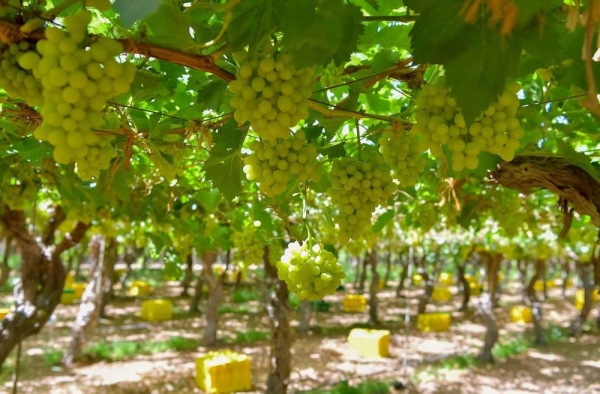 Grapes