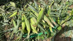 Sweet Corn