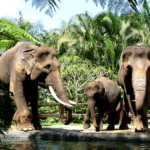 Bali Elephant Park