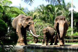 Bali Elephant Park