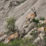 Tajikistan Criminalizes Promotion of Illegal Hunting and Online Sharing of Wildlife Poaching Content