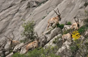 Tajikistan Criminalizes Promotion of Illegal Hunting and Online Sharing of Wildlife Poaching Content