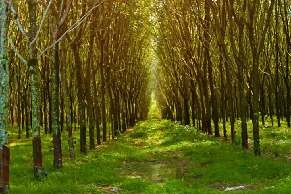 Sri Lanka Steps Up Measures to Safeguard Rubber Exports Ahead of EU Deforestation Regulation