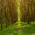 Sri Lanka Steps Up Measures to Safeguard Rubber Exports Ahead of EU Deforestation Regulation
