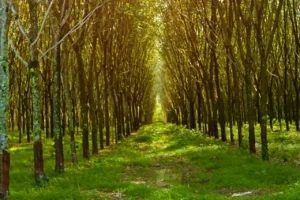 Sri Lanka Steps Up Measures to Safeguard Rubber Exports Ahead of EU Deforestation Regulation