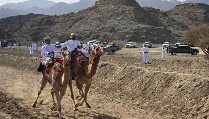 Al Ardha Camel Race