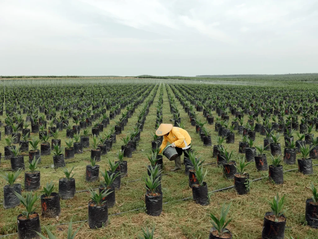 Biofuel Strategy of Indonesia