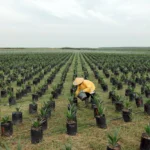 Biofuel Strategy of Indonesia