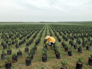 Biofuel Strategy of Indonesia