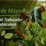 Cuba Marks Tobacco Workers’ Day in Honour of Lázaro Peña González