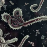 Ebola