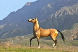 The Akhal-Teke Horse and the Soul of Turkmenistan at Thirty-Five