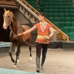 The Netherlands Becomes the World Stage for the Legendary Akhal-Teke Horse
