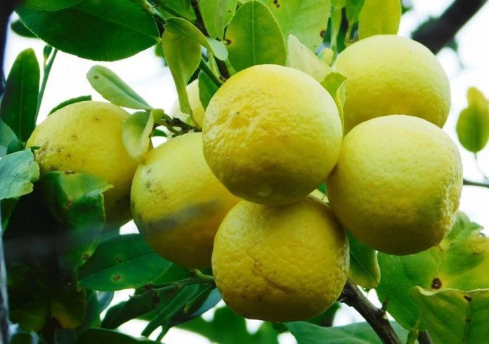 Rodrigues Lime