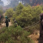 Pakistan Expresses Solidarity with Algeria over Deadly Wildfires
