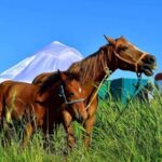 Kazakhstan Ranks Fourth Globally in Horse Population