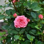 Roses Still in Bloom in Dushanbe as Specialists Share Late-Autumn Care Tips