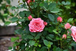 Roses Still in Bloom in Dushanbe as Specialists Share Late-Autumn Care Tips